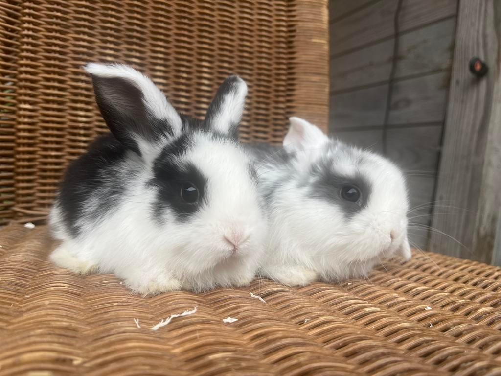 Nog 2 nederlands hangoordwerg konijntjes, Plusieurs animaux, Nain, Oreilles tombantes, 0 à 2 ans