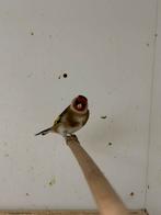 2 kleine putter mannen, Bagué