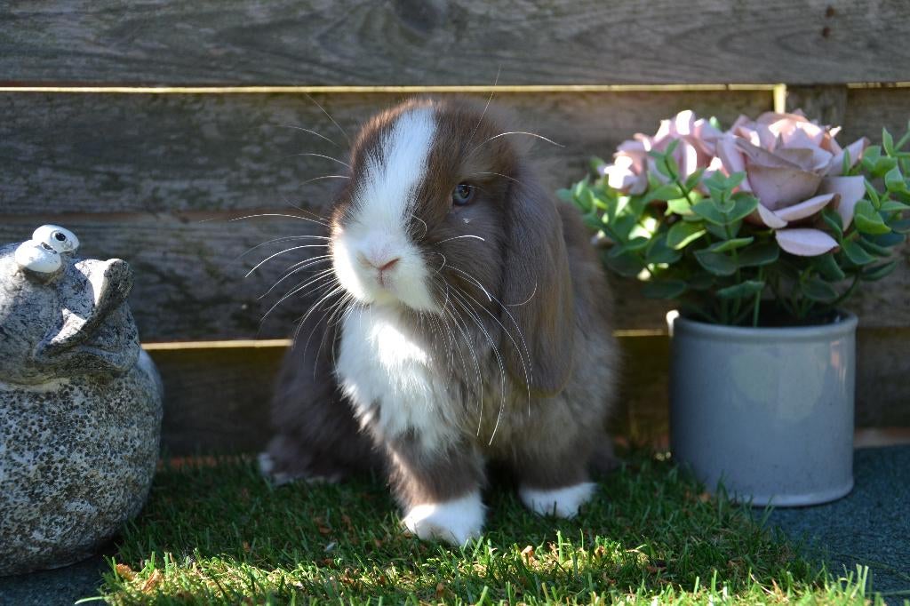 Minilop hangoor konijntje kleur bruin bont, Mâle, Nain, Oreilles tombantes, 0 à 2 ans