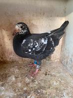 Pitrain jong, Sexe inconnu, Pigeon voyageur