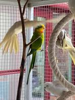 Perruches Barabands mâles, Dieren en Toebehoren