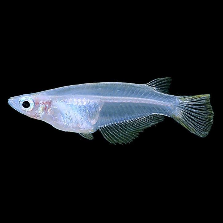 Hobbyaquarium  Oryzias javanicus – Javaanse Rijstvis 5=€10, Dieren en Toebehoren, Vissen | Aquariumvissen, Zoetwatervis, Vis, Schoolvis