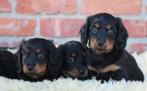 Teckel pups Black & tan Langhaar, Chien (mâle), Belgique, Poils longs, Plusieurs