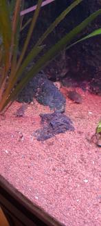 Corydoras, Dieren en Toebehoren