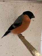 Ik zoek twee goudvinken (Poppen 25), Dieren en Toebehoren