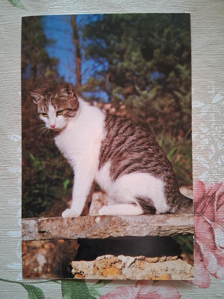 Postkaart poes, Collections, Cartes postales | Animaux, Enlèvement ou Envoi