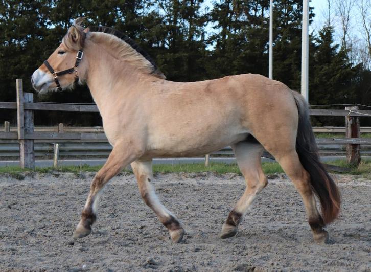 Prachtige fjord merrie, Dieren en Toebehoren, Paarden, Merrie, Met stamboom, Gechipt, Ontwormd, Ingeënt