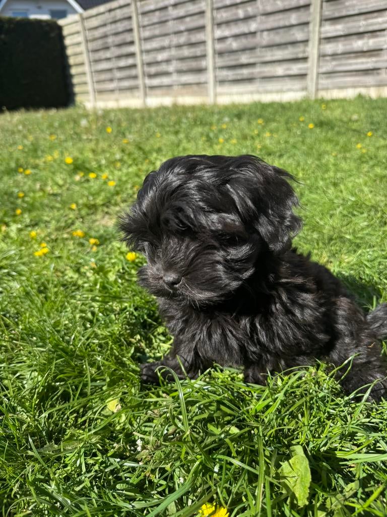 Supermooie particuliere Lhasa Apso x Poedel, Dieren en Toebehoren, Honden | Chihuahua's en Gezelschapshonden, Poedel, België, Particulier