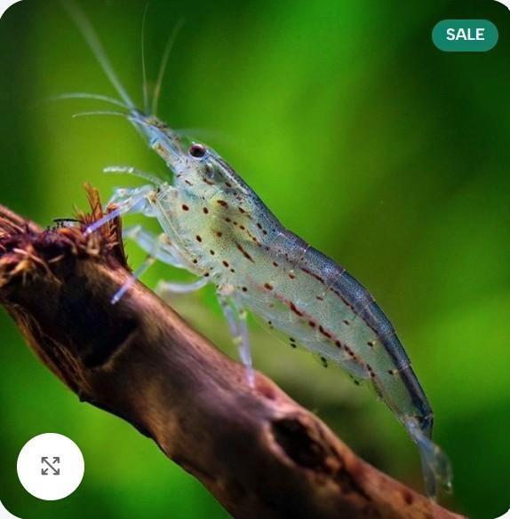 20+ 'Echte' amano japonica garnalen - caridina multidentata, Animaux & Accessoires, Poissons | Poissons d'aquarium, Poisson d'eau douce