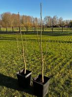 Noyer, boucanier Juglans regia, Enlèvement, Noyer