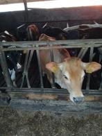 Jersey vaarzen, Dieren en Toebehoren