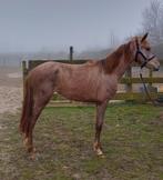 D pony merrie Roan, Dieren en Toebehoren, Pony's, Merrie, M