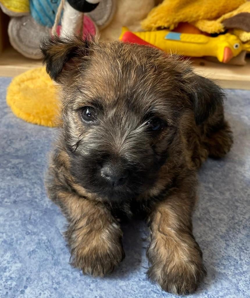 Cairn Terrier pups bij ons thuis geboren, Animaux & Accessoires, Chiens | Jack Russell & Terriers, Autres races, 8 à 15 semaines