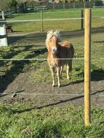 Mini-paardje, Dieren en Toebehoren, Hengst