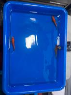 LAATSTE europese koi’s, Dieren en Toebehoren, Karper of Koi