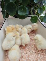 pluimvee, Meerdere dieren, Kip