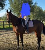 Dressuurpaard te koop, Animaux & Accessoires, Chevaux, Cheval de dressage, B, 165 à 170 cm, Avec pedigree