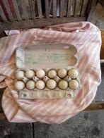 Broedeieren Loopeenden, Eend