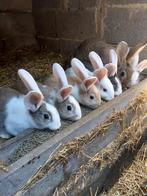 Voedster met haar 6 jongen, Dieren en Toebehoren, Konijnen