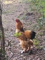 Coq Brahma, Animaux & Accessoires