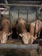 Blonde aquitaine dekstiers