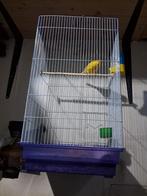 2 kanari goed zingen met kooi 60 euro, Enlèvement