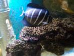 Vissen zeeaquarium, Dieren en Toebehoren, Vissen | Aquariumvissen, Vis, Zoutwatervis