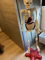 Skelet billy 1 m50 hoog zeeer leuk met map uitleg, Collections, Poupées, Enlèvement, Comme neuf