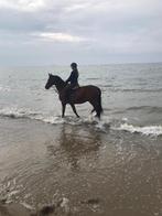 Recreatiepaard, Animaux & Accessoires, Chevaux, B, 11 ans ou plus, Hongre, Avec pedigree