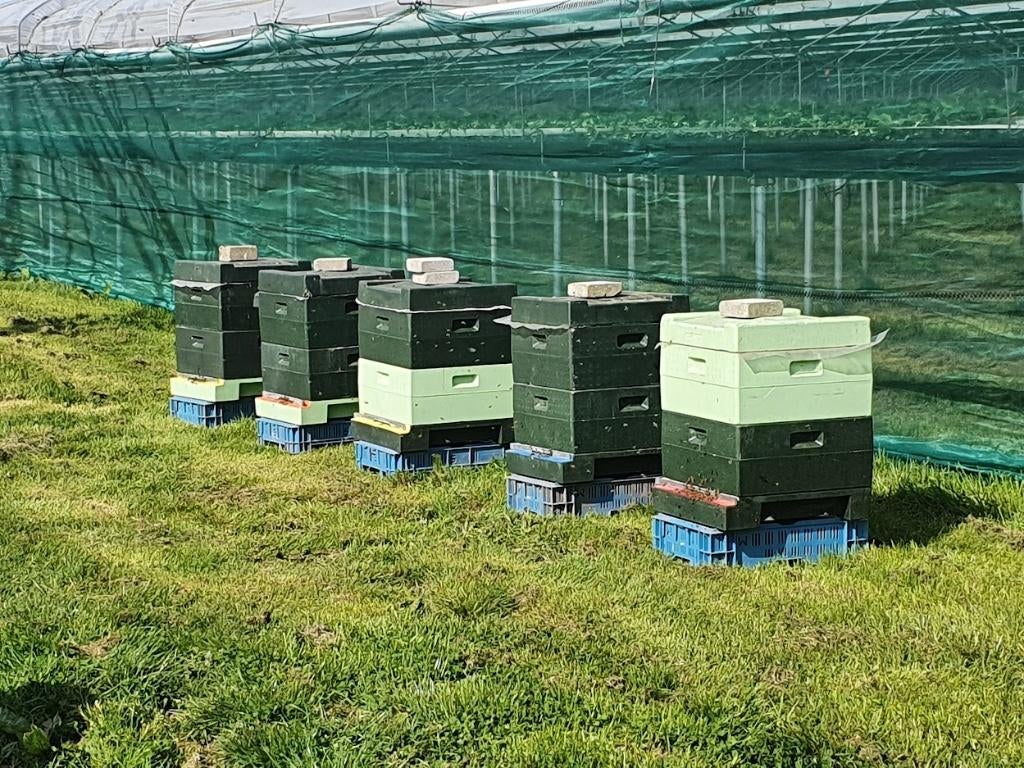 Sterke bijenvolken in Segeberger simplex, Dieren en Toebehoren, Bijen