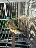 Major putter man, Ophalen of Verzenden