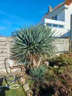 Drankenbloed boom, Tuin en Terras, Ophalen