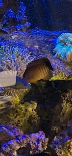 Zeevis - Centropyge Eibli, Dieren en Toebehoren, Vis, Zoutwatervis