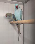 joli couple reproducteur de perruches serre-tête, Animaux & Accessoires