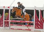 Poney de sport Lieve C à vendre, Animaux & Accessoires, Poney C (1.27 m à 1.37m), 11 ans ou plus, Hongre, Avec pedigree