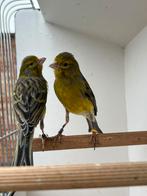 Raza Española - Schimmel mannen, Dieren en Toebehoren, Mannelijk, Postuurkanarie