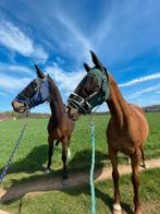 Pensionstalling, Mise à l'étable