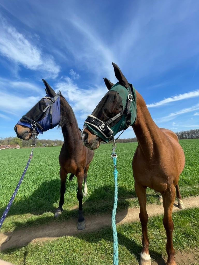Pensionstalling, Dieren en Toebehoren, Stalling en Weidegang, Stalling
