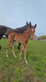 Zwarte merrie met half quarter merrieveulen, Jument, Vermifugé