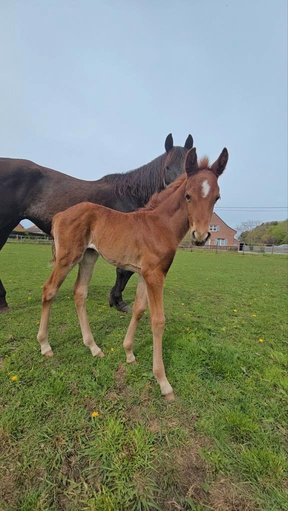 Zwarte merrie met half quarter merrieveulen, Dieren en Toebehoren, Paarden, Merrie, Ontwormd
