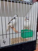 Kanaries, Dieren en Toebehoren