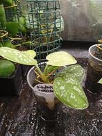 Scindapsus pictus Argyraeus, Autres espèces, En pot, Moins de 100 cm, Enlèvement