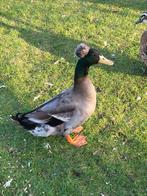 Broedeieren grote kuifeend, Dieren en Toebehoren, Pluimvee