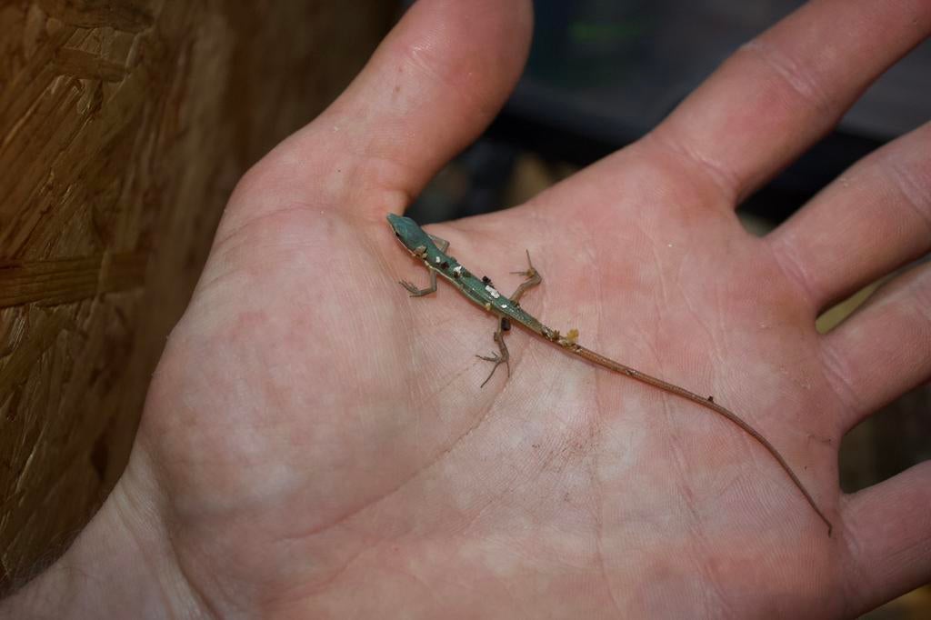 Jeune takydromus Smagardinus, Animaux & Accessoires, Lézard, Domestique, 0 à 2 ans