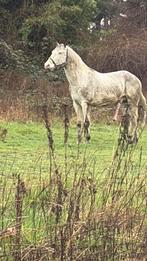 Cheval, Moins de 160 cm, Cheval western, Avec pedigree, L