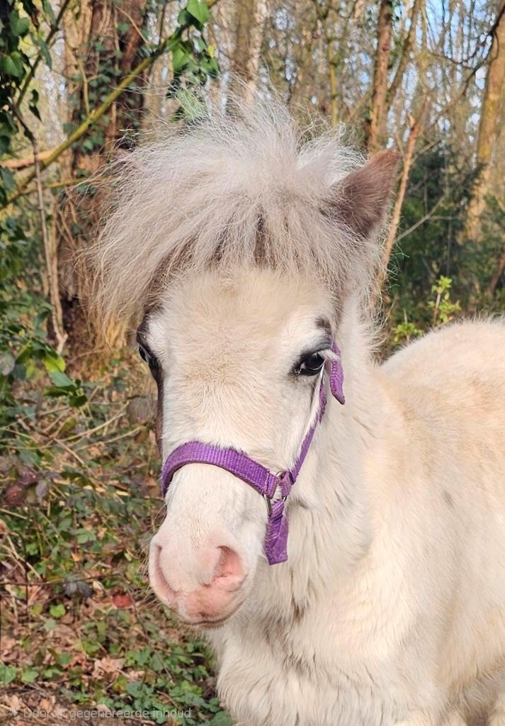 Minipaard hengstje van 2025    ., Dieren en Toebehoren, Paarden, Hengst, 0 tot 2 jaar, Met stamboom, Gechipt, Ontwormd