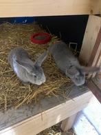 Lapins geant des flandres, Enlèvement