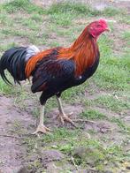 Franse vechter, Mâle, Poule ou poulet