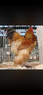 Brahma broedeieren, Animaux & Accessoires, Sexe inconnu, Poule ou poulet