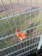 Mooien groote haan, Dieren en Toebehoren, Pluimvee